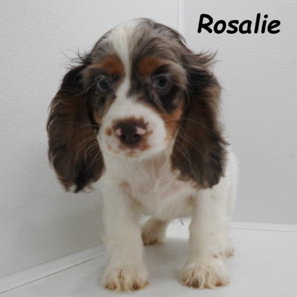puppy, for, sale, Cocker Spaniel, Joe & Cherri  Overlease, dog, breeder, Miller, MO, dog-breeder, puppy-for-sale, forsale, nearby, find, puppyfind, locator, puppylocator, aca